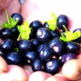 Organic Creeping False Holly Seeds (Jaltomata Procumbens)