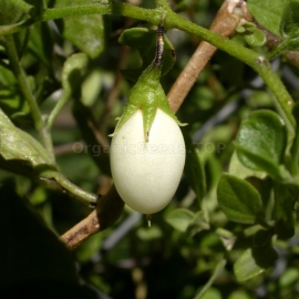 Organic Lily of the valley vine Seeds (Salpichroa origanifolia)
