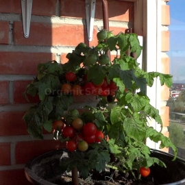 «Vishenka» - Organic Tomato Seeds