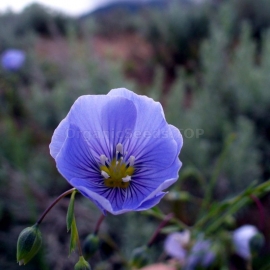 «Blue Eyes» - Organic Flax Seeds