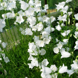 «White» - Organic Bellflower Seeds