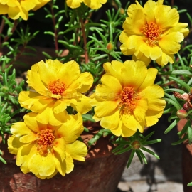 «Grandiflora Yellow» - Organic Moss Roses Seeds
