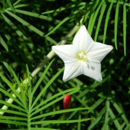«Pennata White» - Organic Cypress Vine Seeds