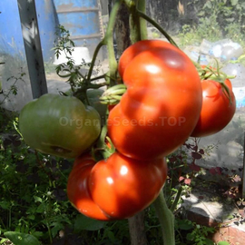 «Giant-10 Novikov» - Organic Tomato Seeds