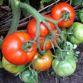 «Gina» - Organic Tomato Seeds