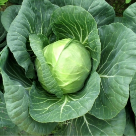 «Golden Acre» - Organic Cabbage Seeds