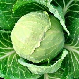 «Stone Head» - Organic Cabbage Seeds