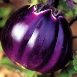 «Florence Round» - Organic Eggplant Seeds