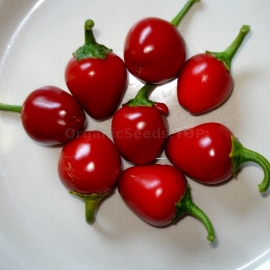«Szentesi Cherry» - Organic Hot Pepper Seeds
