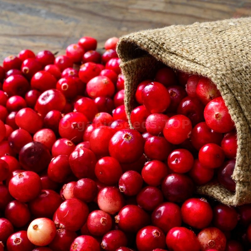 «Volcano» Organic Cranberry Seeds Shipping is free for orders over €50
