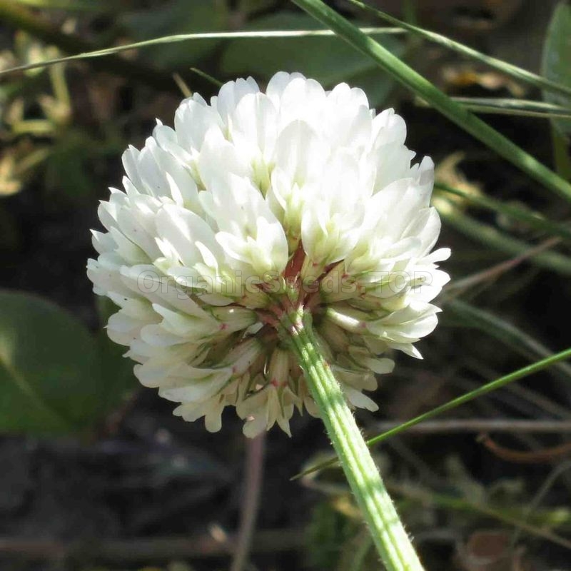 berseem-organic-clover-seeds-shipping-is-free-for-orders-over-50