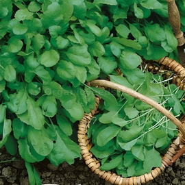«Broadleaf» - Organic Salad Seeds