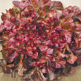 «Red coral» - Organic Salad Seeds