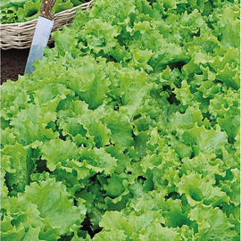 «Curly green» - Organic Salad Seeds