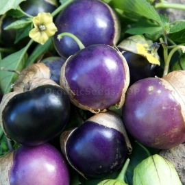«Purple Spark» - Organic Tomatillo Seeds