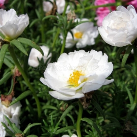 «Grandiflora White» - Organic Moss Roses Seeds