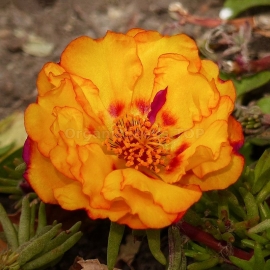 «Grandiflora Orange» - Organic Moss Roses Seeds