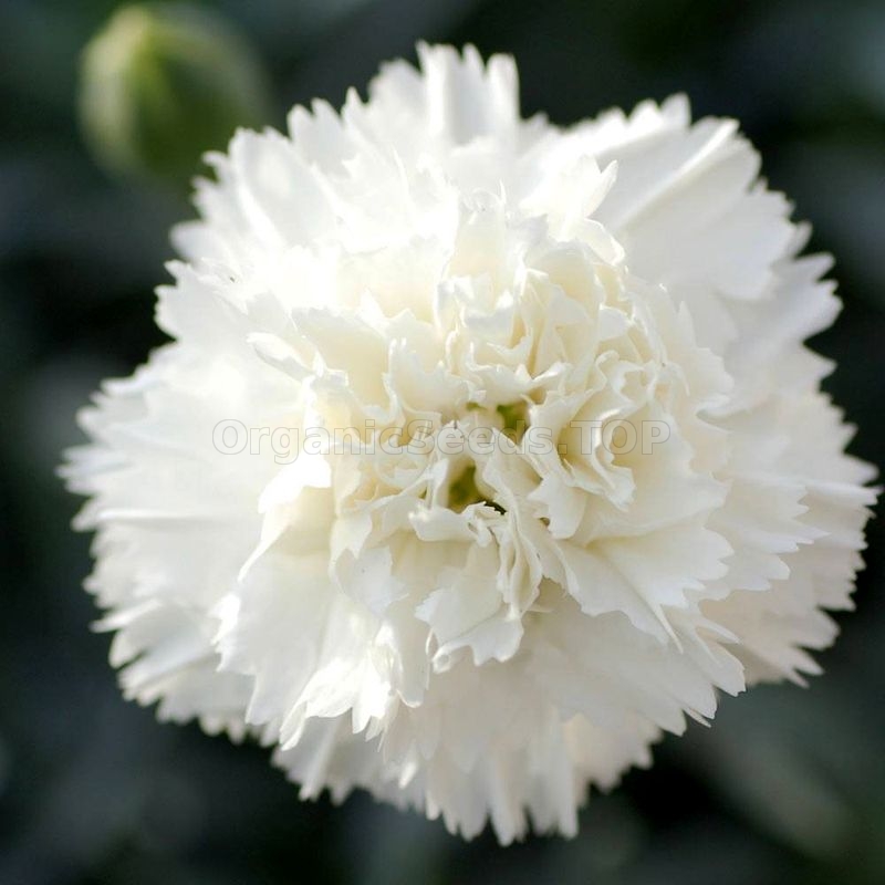 «Grenadin White» Organic Carnation Seeds Shipping is free for