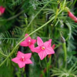 «Pennata Pink» - Organic Cypress Vine Seeds