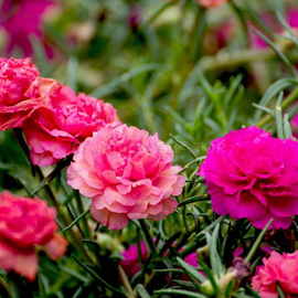 «Grandiflora Pink» - Organic Moss Roses Seeds