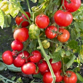 «Betalux» - Organic Tomato Seeds