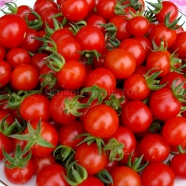«Prince of the Bourgeois» - Organic Tomato Seeds