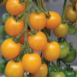«Golden Queen» - Organic Tomato Seeds