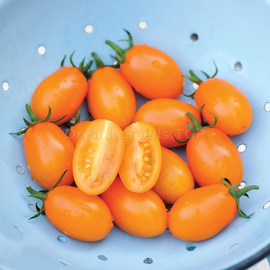 «De-Barao orange» - Organic Tomato Seeds