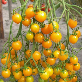 «Cherry golden» - Organic Tomato Seeds