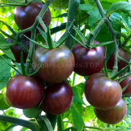 «Cherry black» - Organic Tomato Seeds