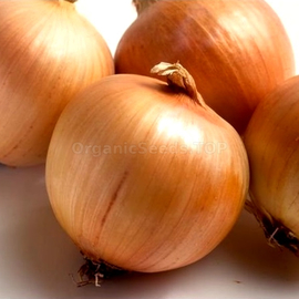 «Globe» - Organic Onion Seeds