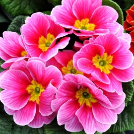 «Pink» - Organic Primula Seeds