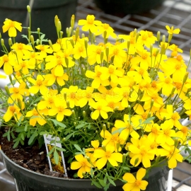 «Mexican Mint» - Organic Tagetes Seeds