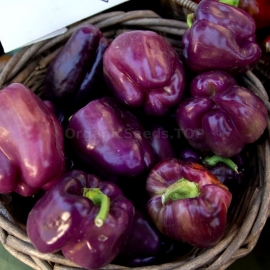 «Oda» - Organic Pepper Seeds