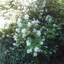 Organic Slender-leaved mock orange Seeds