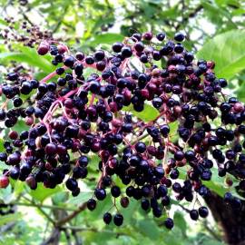 Black Chokeberry Seeds (Aronia melanocarpa)