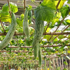 Organic Snake gourd Seeds / Trichosanthes cucumerina