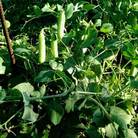 «Kelvedon miracle» - Organic Pea Seeds