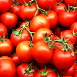 «Perseus» - Organic Tomato Seeds