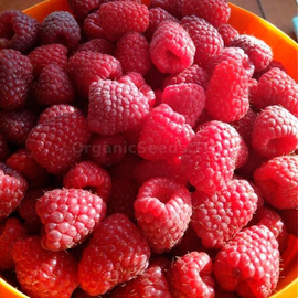 «Polka» - Organic Raspberry Seeds