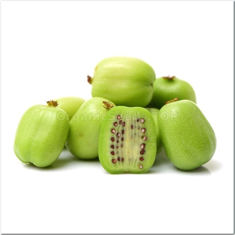 Hardy Kiwi Organic Actinidia Arguta Seeds Shipping Is Free For hardy-kiwi-organic-actinidia-arguta-seeds-shipping-is-free-for