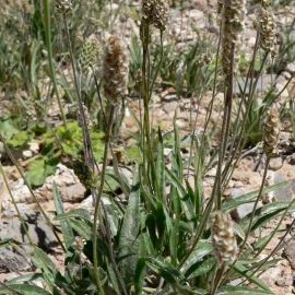 Organic Plantain Isfagul seeds (Plantago ovata)