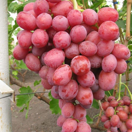 «Dozen» - Organic Grape seeds