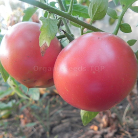 «Glacier» - Organic Tomato Seeds
