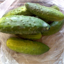 «Abundant» - Organic Cucumber Seeds