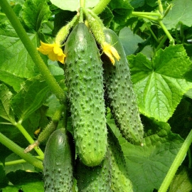 «Vyaznikovsky 37» - Organic Cucumber Seeds