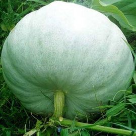 «Sviten» - Organic Pumpkin Seeds