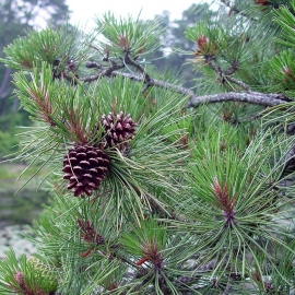 Organic Pitch Pine Seeds (Pinus Rigida)