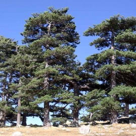 Organic Austrian Pine Seeds (Pinus Nigra)