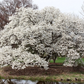 Organic Mokryeon Seeds (Magnolia Kobus)